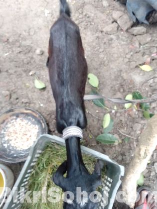 Deshi Madi cagol